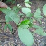 Erythroxylum suberosum 葉