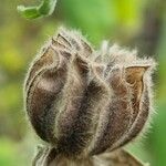 Abutilon grandifolium Fruit