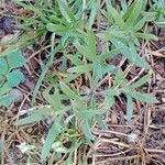 Lobularia maritima Yaprak