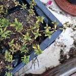Thymus herba-barona 葉