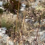 Paramochloa effusa Õis