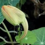 Tropaeolum minus Flor