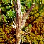 Arabis soyeri Fruit