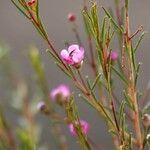 Chamelaucium uncinatum Folha