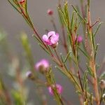 Chamelaucium uncinatum Leaf