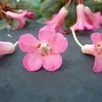 Rhododendron arenicola