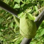 Angelica sylvestris Bark