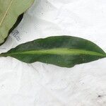 Palisota bracteosa Leaf