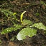 Quararibea parvifolia Habit