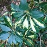 Schefflera actinophylla Liść