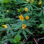 Anemone ranunculoides Blomst