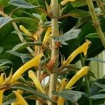 Columnea angustata Flor