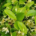 Trachelospermum asiaticum Folha
