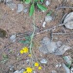 Hieracium murorum Flower