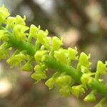 Polystachya golungensis Flor