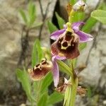 Ophrys fuciflora മറ്റ്