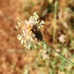 Cenchrus mezianus Цветок
