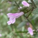 Clinopodium menthifolium Flower