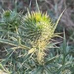 Cirsium feroxКвітка