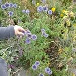 Echinops sphaerocephalusКвітка