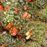 Mammillaria prolifera Плід