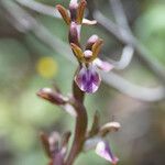 Anacamptis collina Altul/Alta