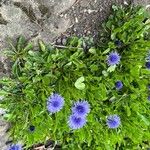 Globularia vulgaris Fula