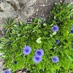 Globularia vulgaris 花