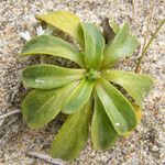 Agoseris apargioides Blad