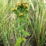 Inula conyza Libunga