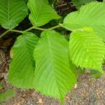 Ulmus davidiana Leaf