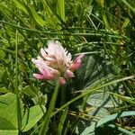 Trifolium thalii ফুল