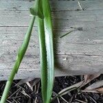 Chloraea membranacea Leaf