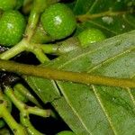 Ocotea macropoda Fruit