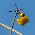 Cochlospermum vitifolium Kvet