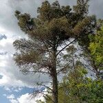 Pinus pinaster 樹皮