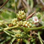 Carex extensa Fruitua