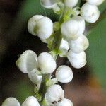 Actaea elata Flower