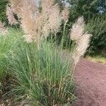 Cortaderia selloana عادت