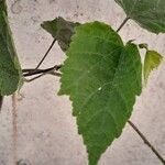 Callianthe megapotamica Leaf