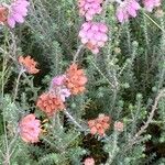 Erica tetralix Flower