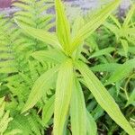 Solidago giganteaFolha