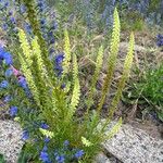 Reseda luteolaFlower