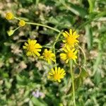 Senecio madagascariensis Flor