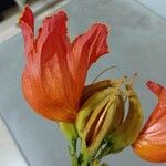 Spathodea campanulata Flors
