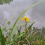 Iris pseudacorus Лист