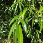 Salix lucida Leaf