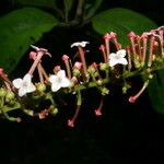Gonzalagunia rosea