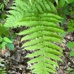 Thelypteris noveboracensis Leaf