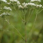 Eupatorium pilosum Habitus